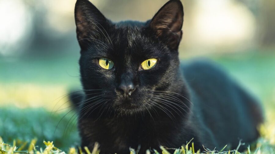 Gatos pretos esperam mais por adoção e ainda enfrentam preconceito