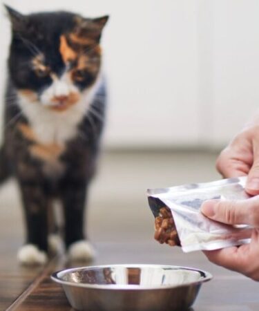 Goma xantana nos sachês para cães e gatos: devemos nos preocupar?