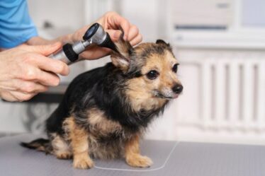 Gotas óticas com probióticos inibem bactérias e fungos causadores da otite em cães