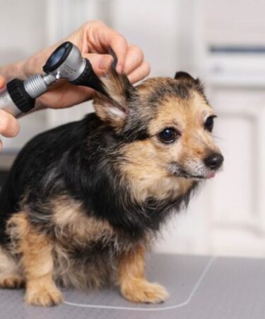 Gotas óticas com probióticos inibem bactérias e fungos causadores da otite em cães