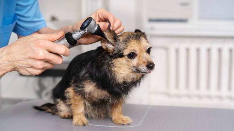 Gotas óticas com probióticos inibem bactérias e fungos causadores da otite em cães