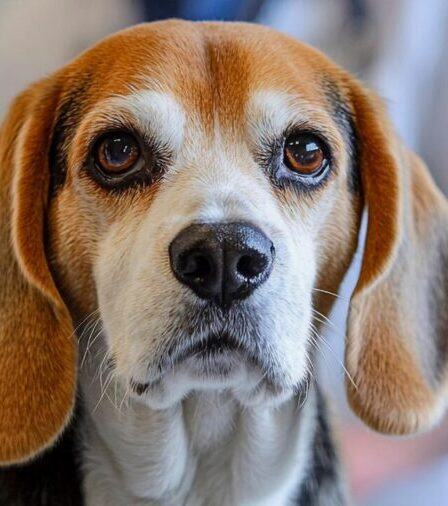 Hipertensão em cães e gatos pode ser silenciosa e comprometer visão, rins, coração e sistema nervoso