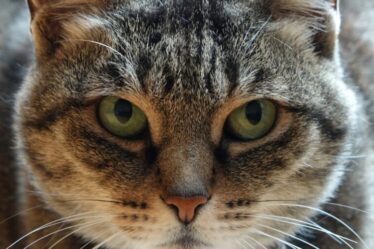 Inédito: doença genética rara de humanos é diagnosticada pela primeira vez em gatos