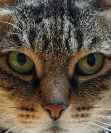 Inédito: doença genética rara de humanos é diagnosticada pela primeira vez em gatos