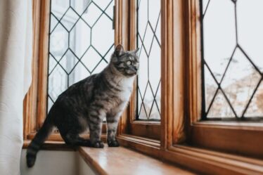 Justiça da Colômbia garante proteção a gatos em prédios e reconhece direitos animais nas cidades