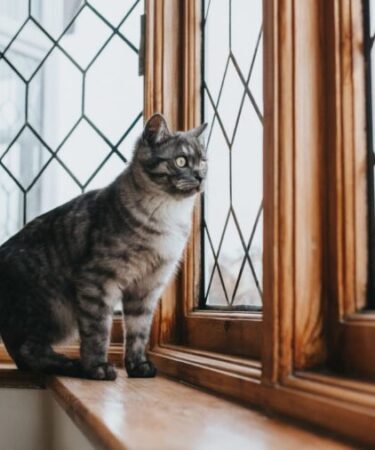 Justiça da Colômbia garante proteção a gatos em prédios e reconhece direitos animais nas cidades
