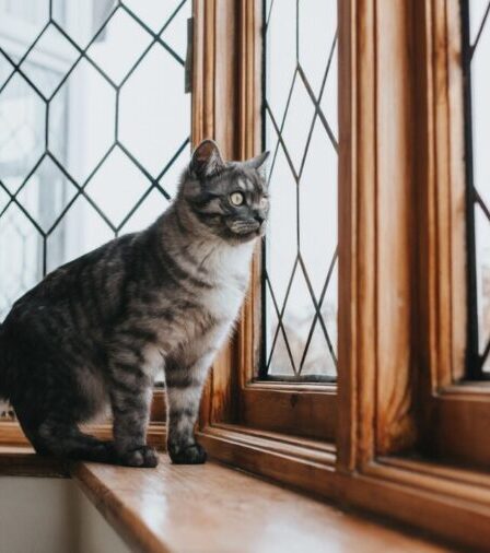 Justiça da Colômbia garante proteção a gatos em prédios e reconhece direitos animais nas cidades