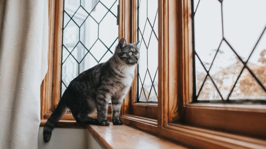 Justiça da Colômbia garante proteção a gatos em prédios e reconhece direitos animais nas cidades