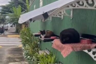 Muro adaptado com camas suspensas e telhado garante proteção para gatos comunitários em Ubatuba