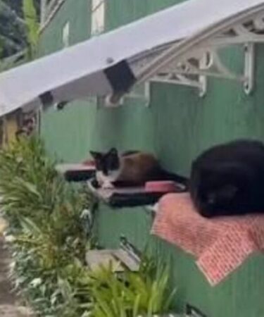 Muro adaptado com camas suspensas e telhado garante proteção para gatos comunitários em Ubatuba