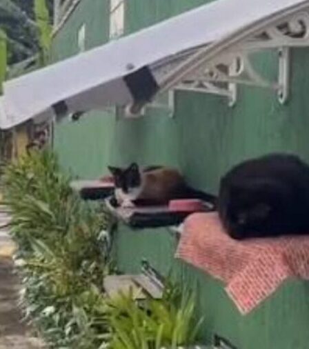 Muro adaptado com camas suspensas e telhado garante proteção para gatos comunitários em Ubatuba