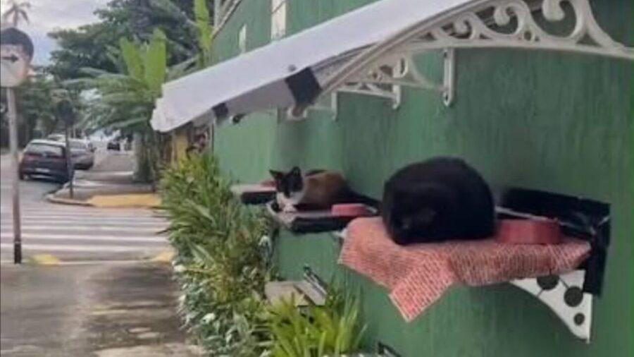 Muro adaptado com camas suspensas e telhado garante proteção para gatos comunitários em Ubatuba