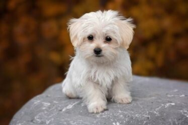 Número de pets cresce 5,3% na Coreia do Sul com avanço do fim da indústria da carne canina