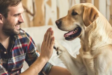 Os pets entendem o que falamos? Como cães e gatos interpretam a comunicação humana