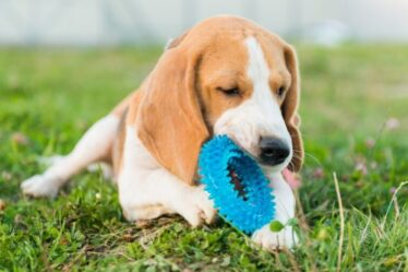Os pets têm noção de propriedade? Entenda por que eles protegem objetos