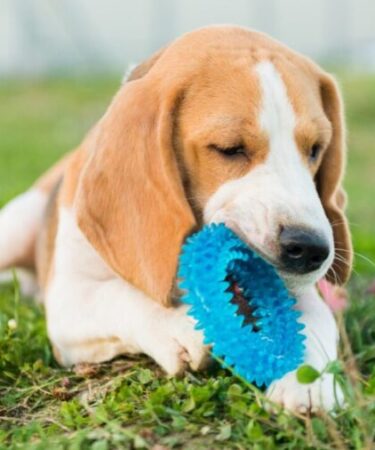 Os pets têm noção de propriedade? Entenda por que eles protegem objetos