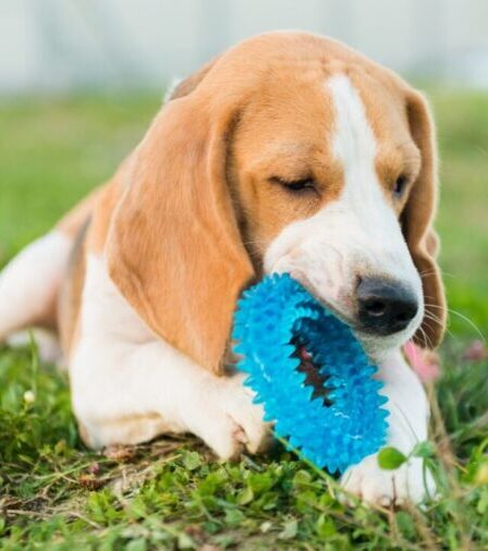 Os pets têm noção de propriedade? Entenda por que eles protegem objetos
