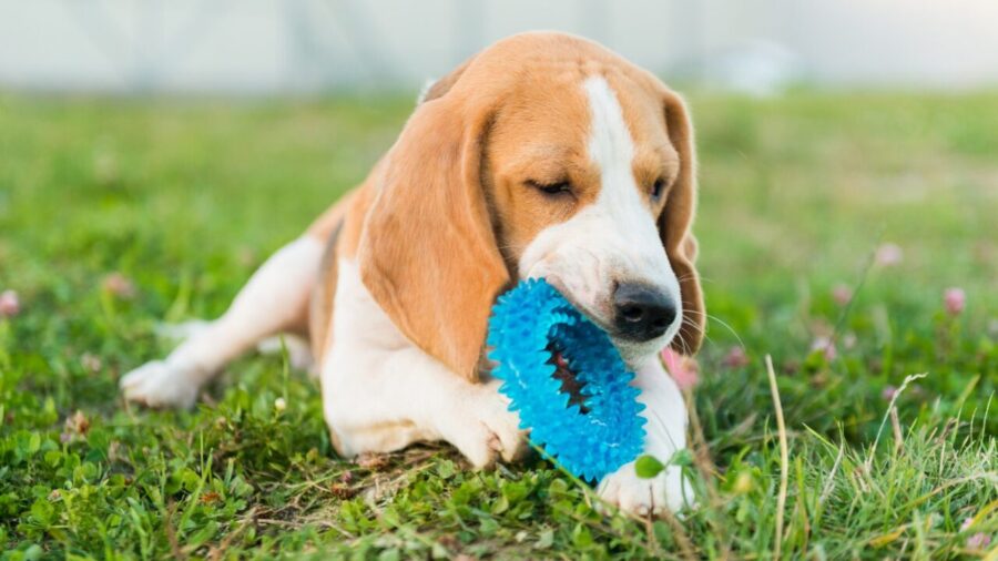Os pets têm noção de propriedade? Entenda por que eles protegem objetos