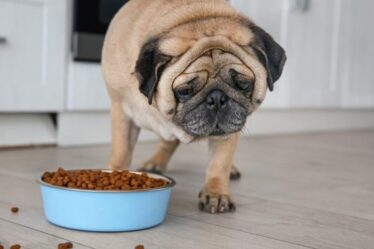 Pausa no emagrecimento: fatores invisíveis que atrapalham a perda de peso em cães