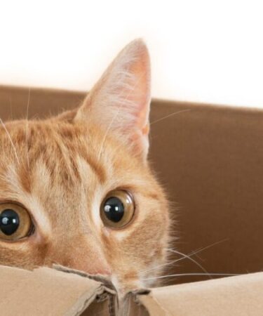 Por que alguns gatos se escondem quando chegam visitas? Entenda o comportamento