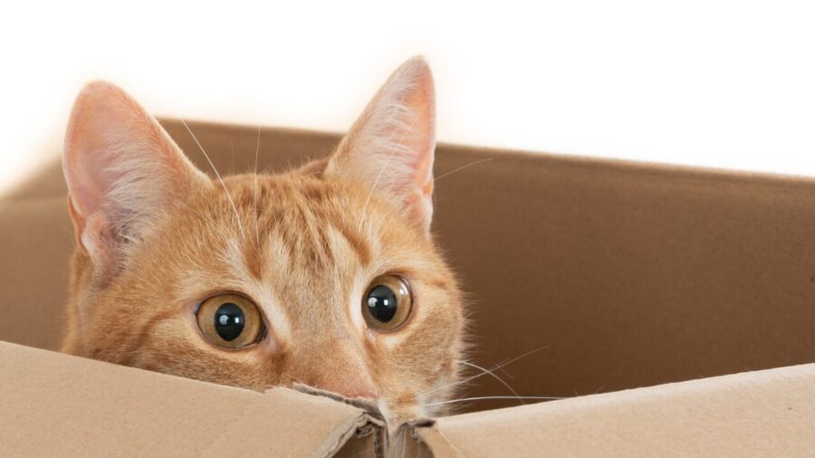 Por que alguns gatos se escondem quando chegam visitas? Entenda o comportamento