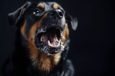 Raiva em cães e gatos: a doença sem diagnóstico antemortem que exige alerta máximo na Saúde Única