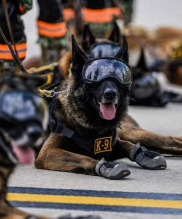 Startup capta US$ 200 milhões para clonar cães militares nos EUA