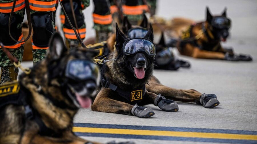 Startup capta US$ 200 milhões para clonar cães militares nos EUA