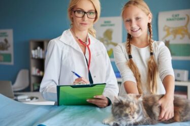 Toxoplasmose vai além dos gatos e exige cuidados com alimentos, água e higienização