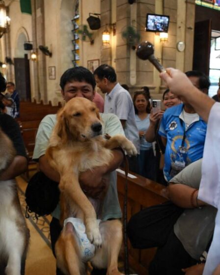 Tutores levam pets para bênção no Dia de São Francisco e dos Animais; veja fotos