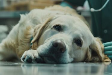 Uma doença incomum, mas grave: os riscos do botulismo em cães